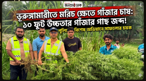 ভূরুঙ্গামারীতে মরিচ ক্ষেতে গাঁজার চাষ, ১০ ফুট উচ্চতার গাঁজার গাছ জব্দ