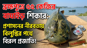 ব্রহ্মপুত্রে ৫৫ কেজির বাঘাইড় শিকার: প্রশাসনের নীরবতায় বিলুপ্তির পথে বিরল প্রজাতি!