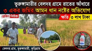 ভূরুঙ্গামারীতে ৩ একর জমির আমন ধান নষ্টের অভিযোগ, ক্ষতি ৩ লাখ টাকা